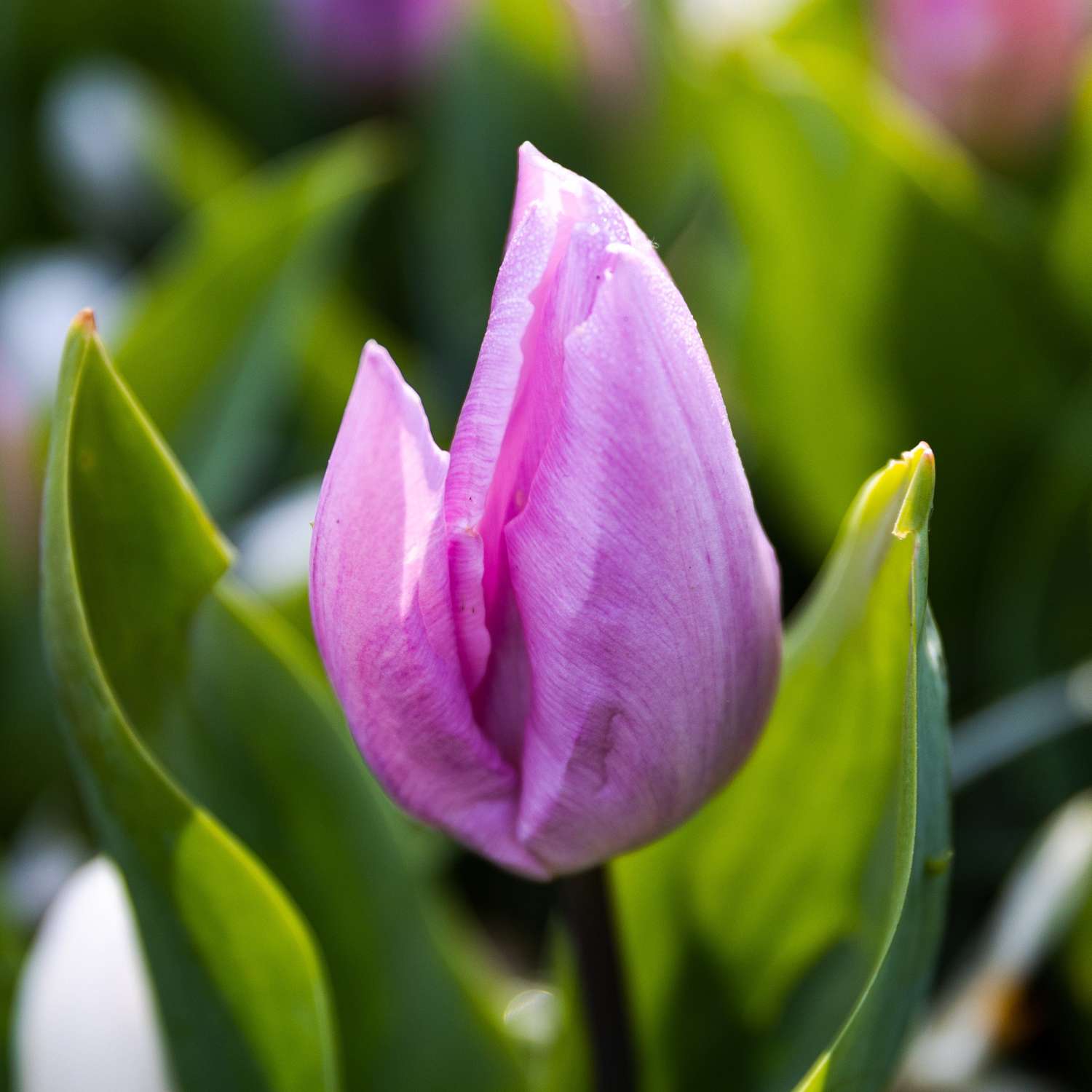 Tulpe 'Candy Prince' - Tulipaner